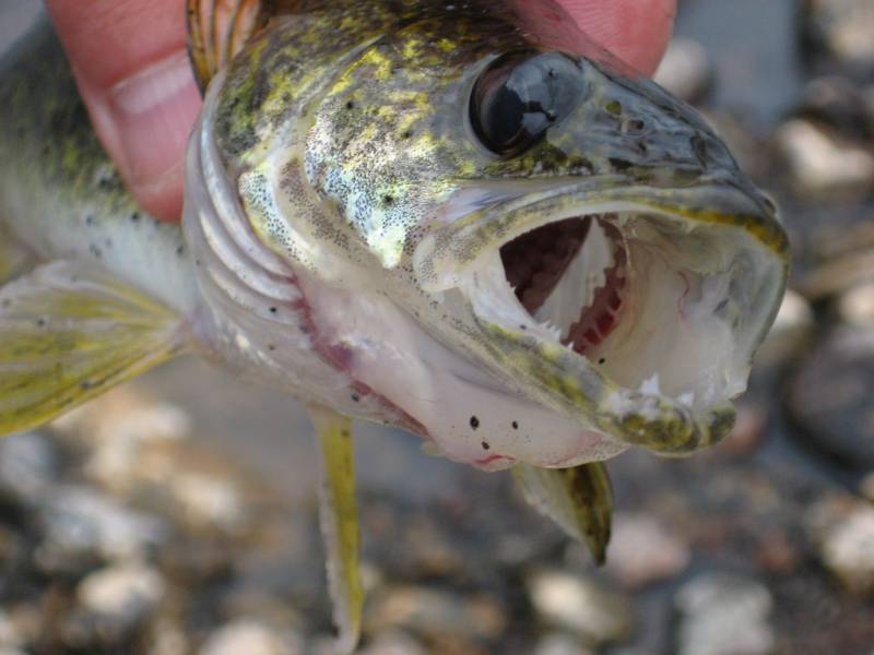 Walleye in Oneida County