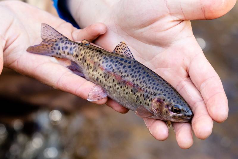Rainbow trout in Pendleton County