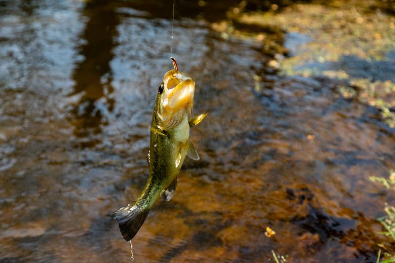 Largemouth bass in Loudoun County