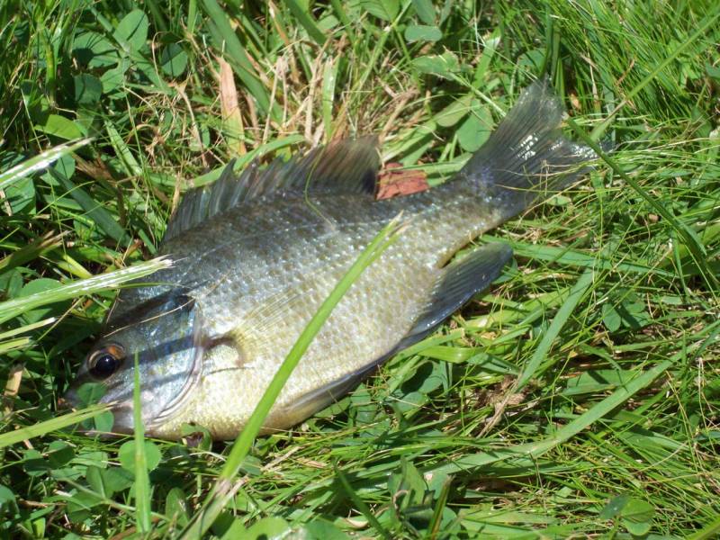 Bluegill in Mount Airy