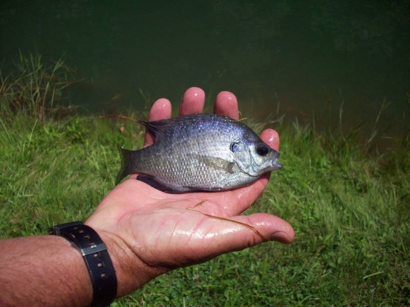 Bluegill in Mount Airy