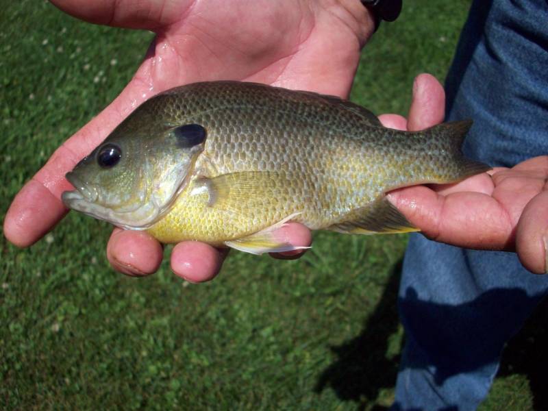 Bluegill in Mount Airy