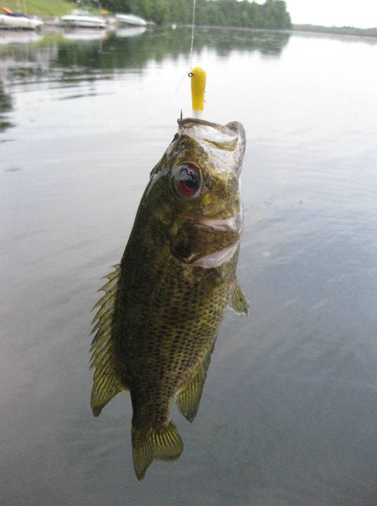 Rock bass in City of Plattsburgh