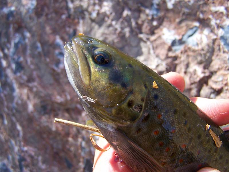 Brown trout in Sandy