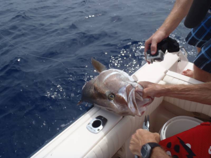 Greater amberjack in Islamorada