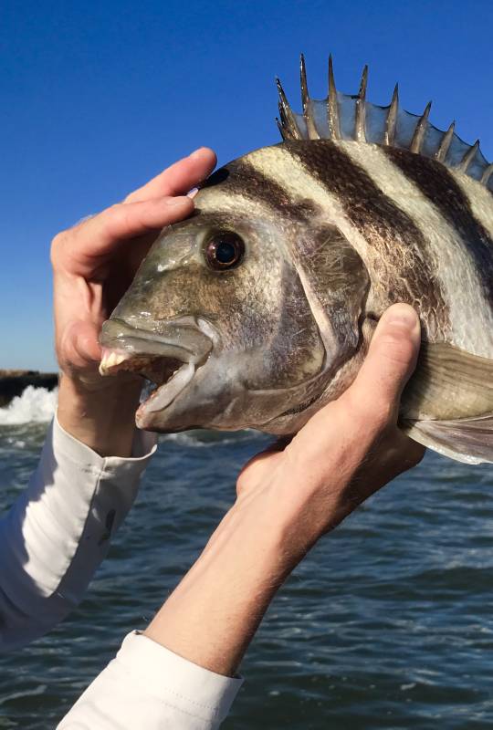 Sheepshead in Webster