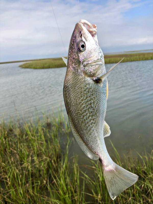 Red drum  (Redfish) in Galveston