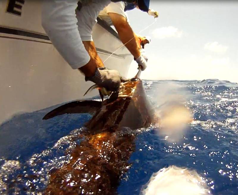Swordfish in Islamorada