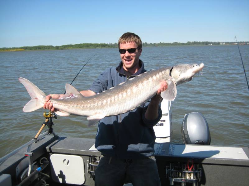 Sturgeon in Ilwaco