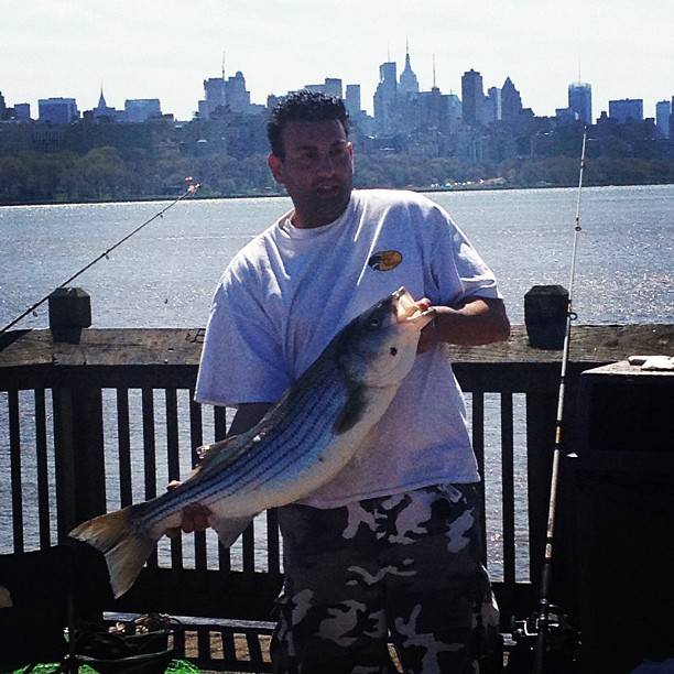 Striped bass in Village of Plandome