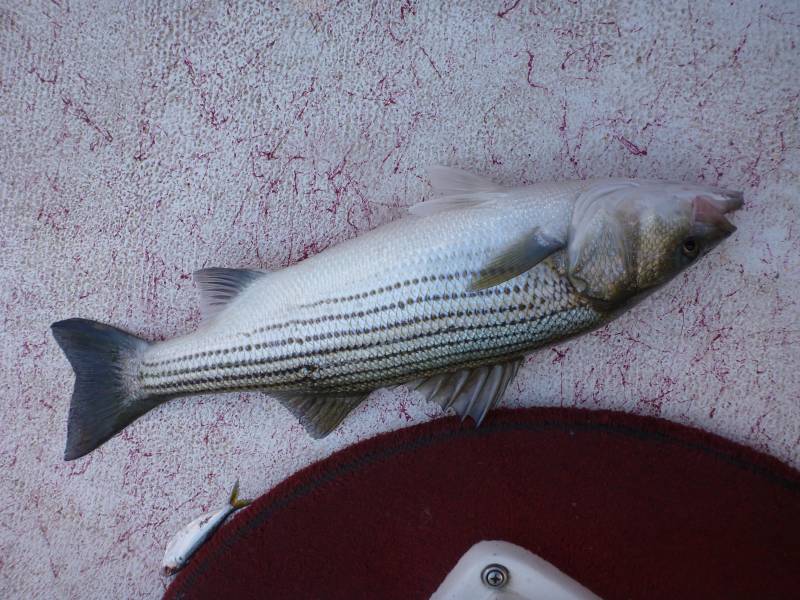 Striped bass in Durant
