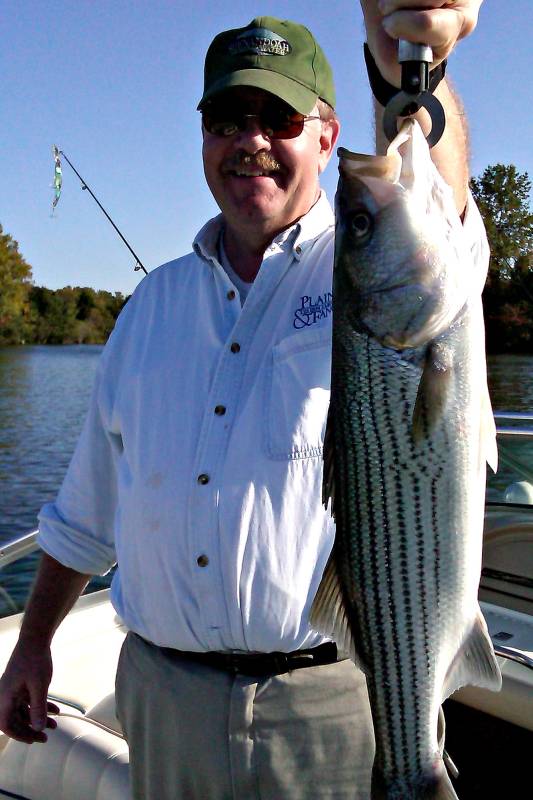 Striped bass in Lake Anna