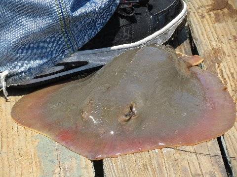 Stingrays in Saint Pete Beach
