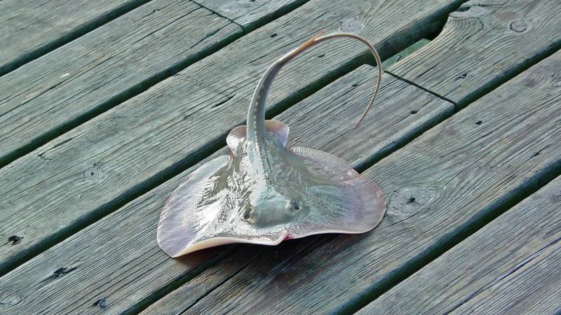 Stingrays in Chesapeake