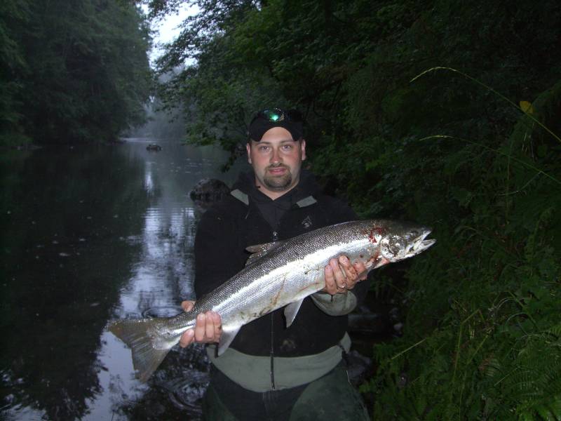 Steelhead in Forks