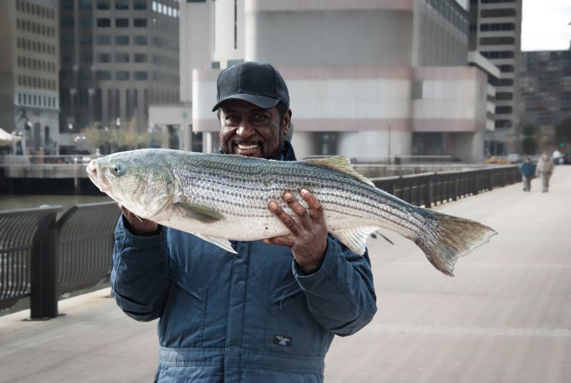Striped bass in Village of Plandome