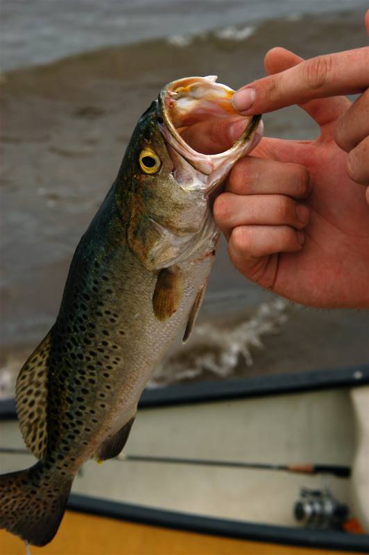 Speckled Trout in Saint Pete Beach