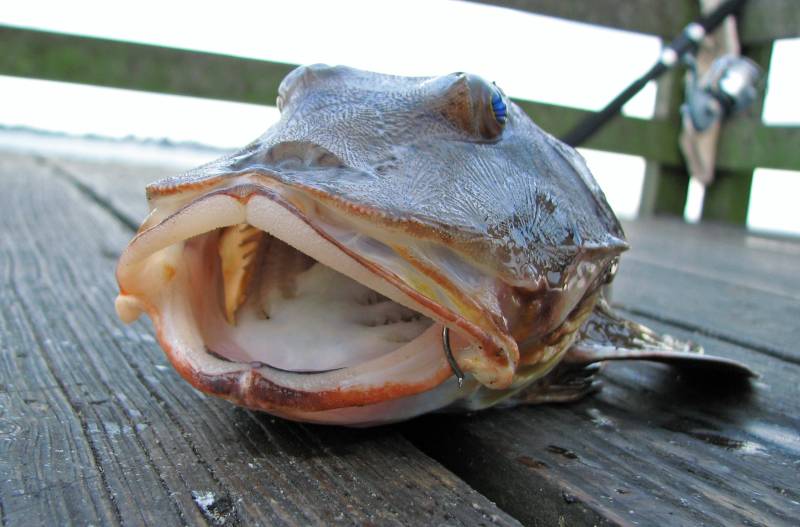 Sea robin in Madison