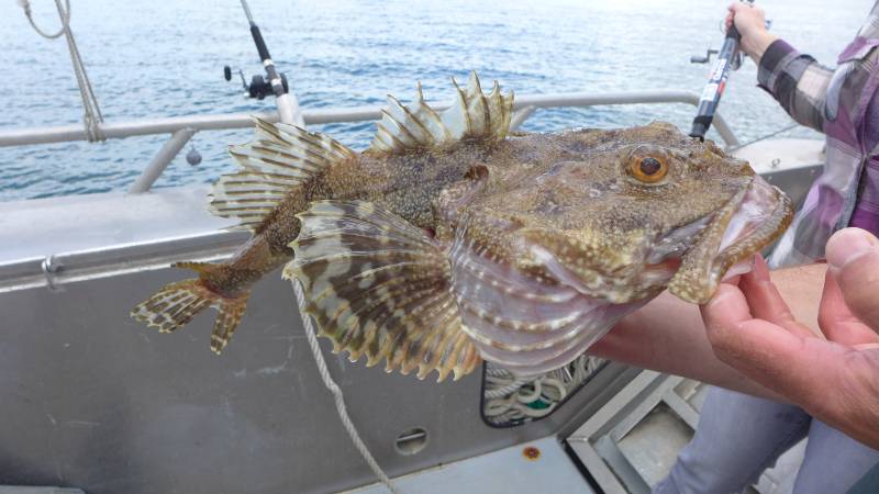 Sculpin in United States