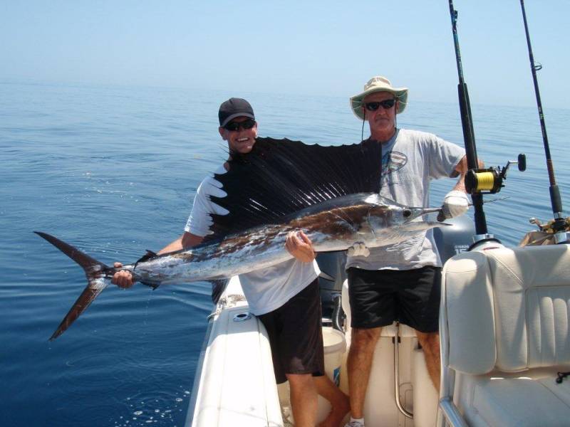 Sailfish in Palm Beach Shores
