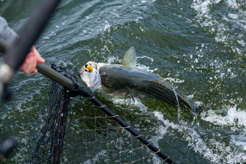 Striped bass in United States