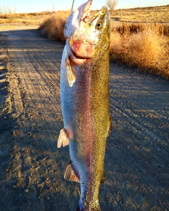 Rainbow trout in Merino