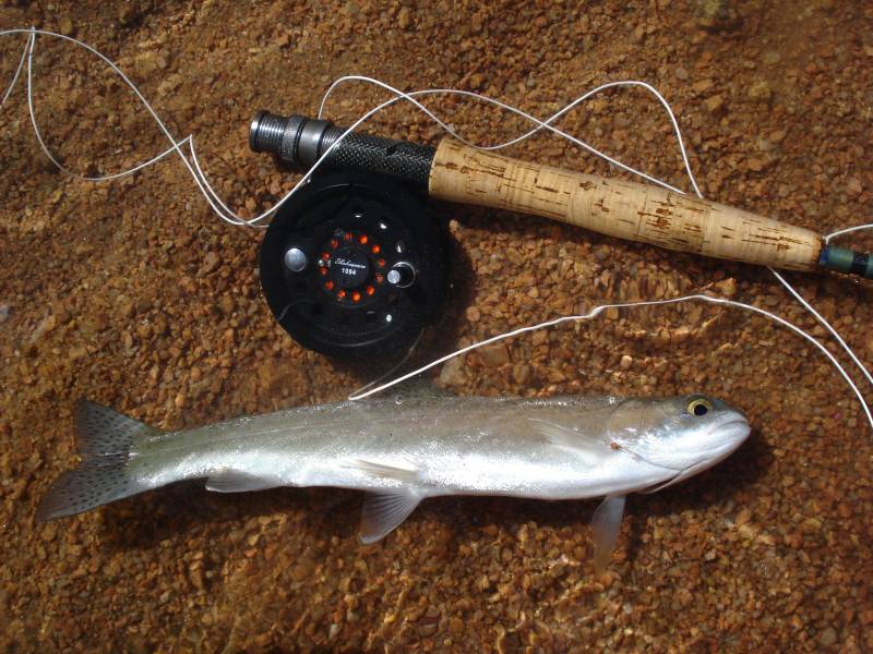 Rainbow trout in Fountain