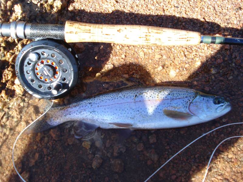 Rainbow trout in Fountain