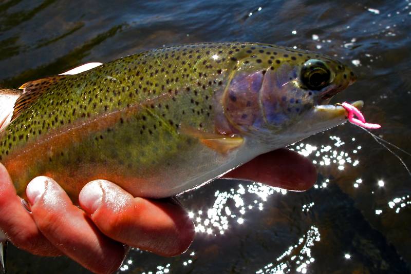 Rainbow trout in Big Hole River