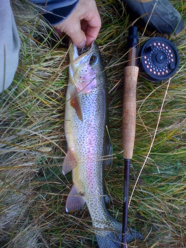 Rainbow trout in Metolius