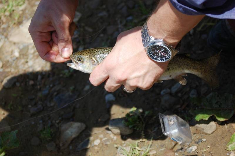 Rainbow trout in Glassport