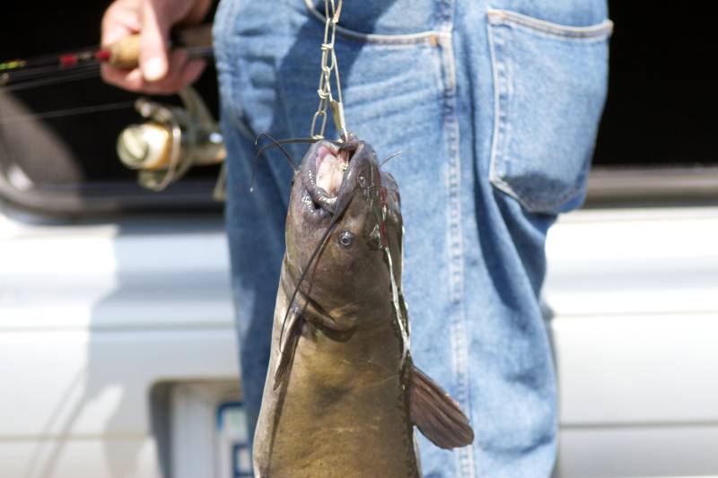 Channel catfish in Dallastown