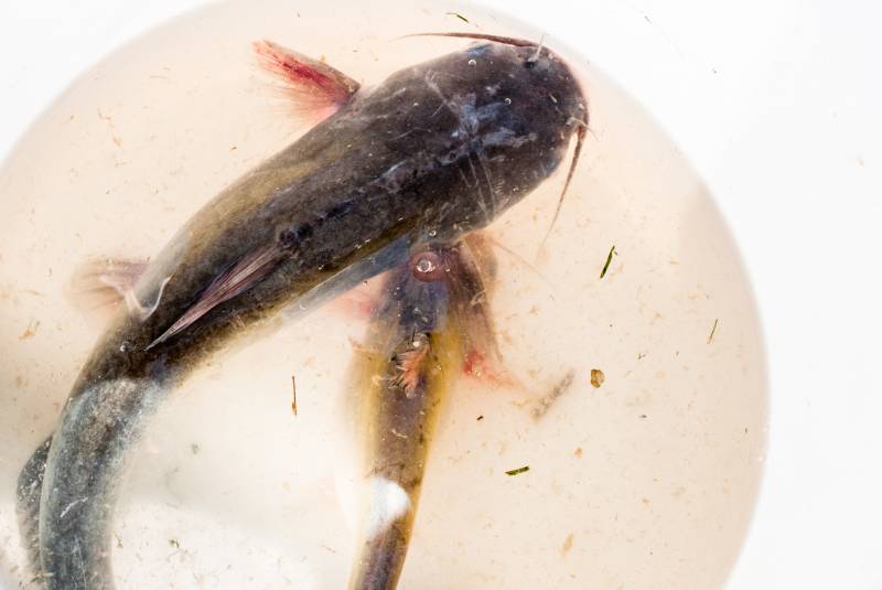 Blue catfish in Maryland