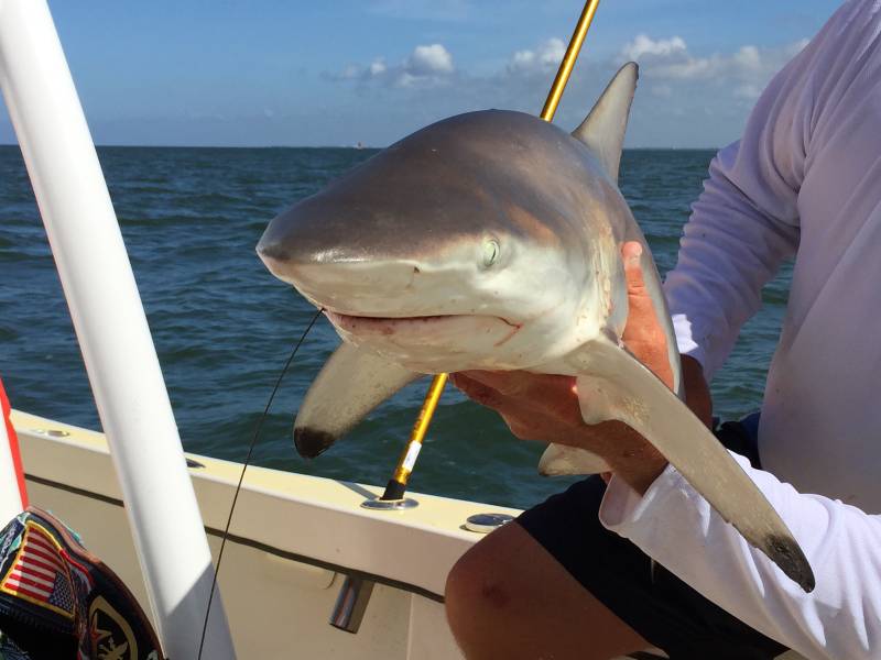 Blacktip shark in Florida