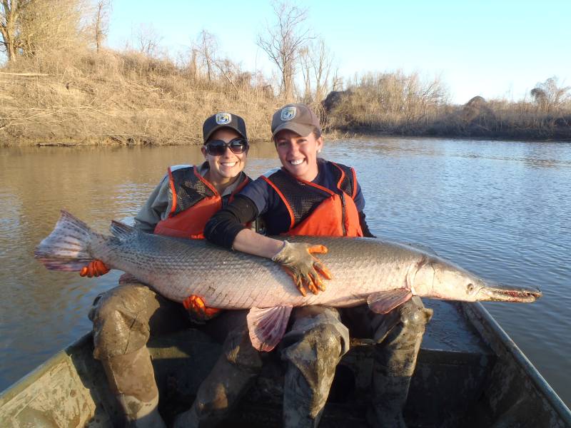 Alligator gar in Concordia Parish