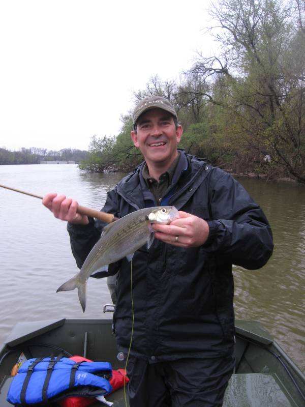 American shad in James River