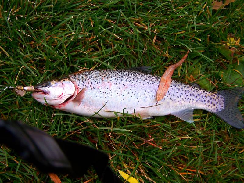 Rainbow trout in Sandy