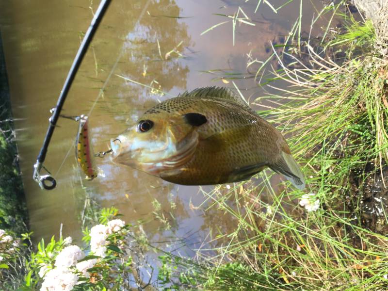 Bluegill in Prince William County