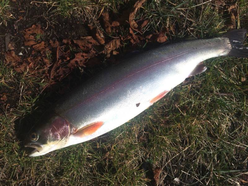 Rainbow trout in Washington
