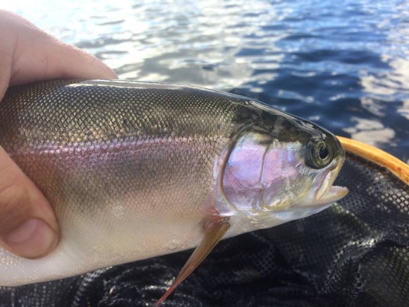 Rainbow trout in Washington
