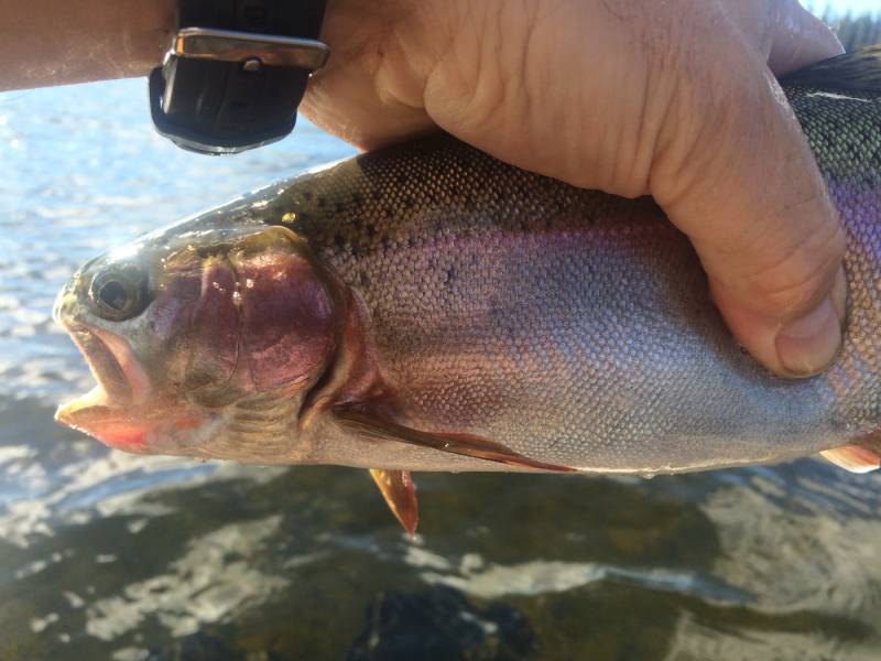 Rainbow trout in Washington