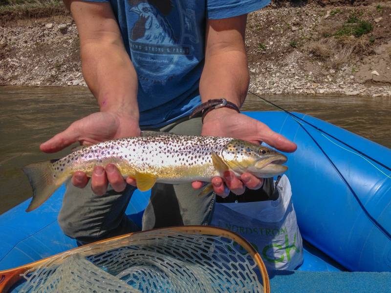 Brown trout in Montana