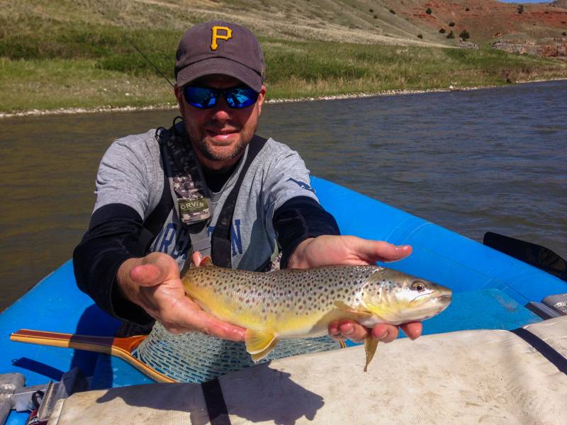 Brown trout in Montana