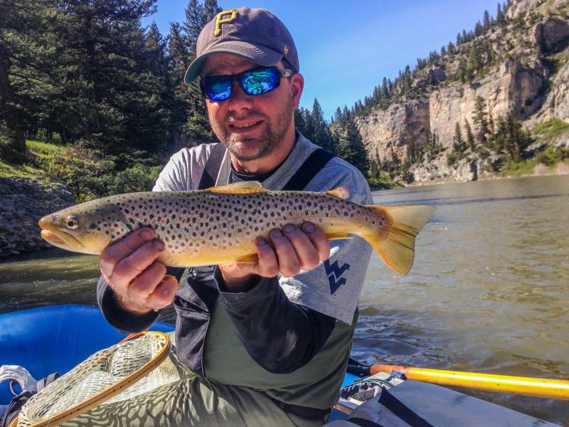 Brown trout in Montana