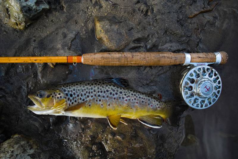 Brown trout in La Crosse
