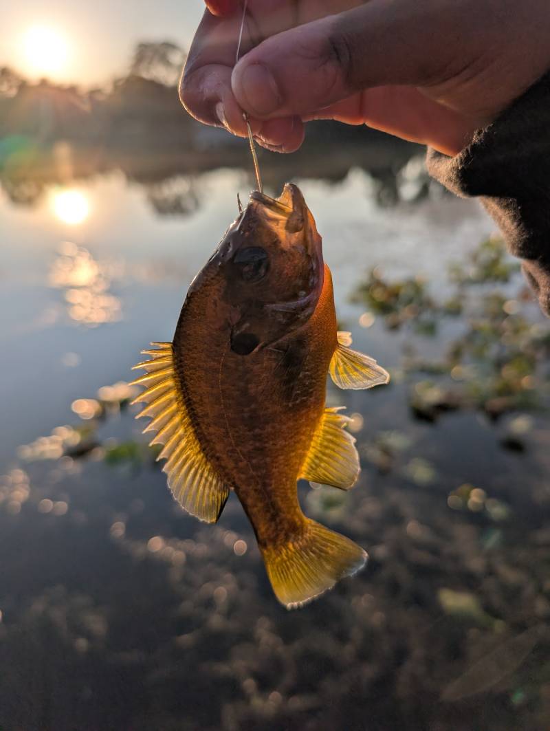 Bluegill in Howell