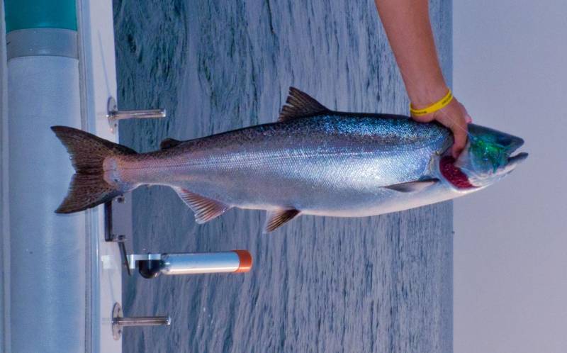 King salmon in United States