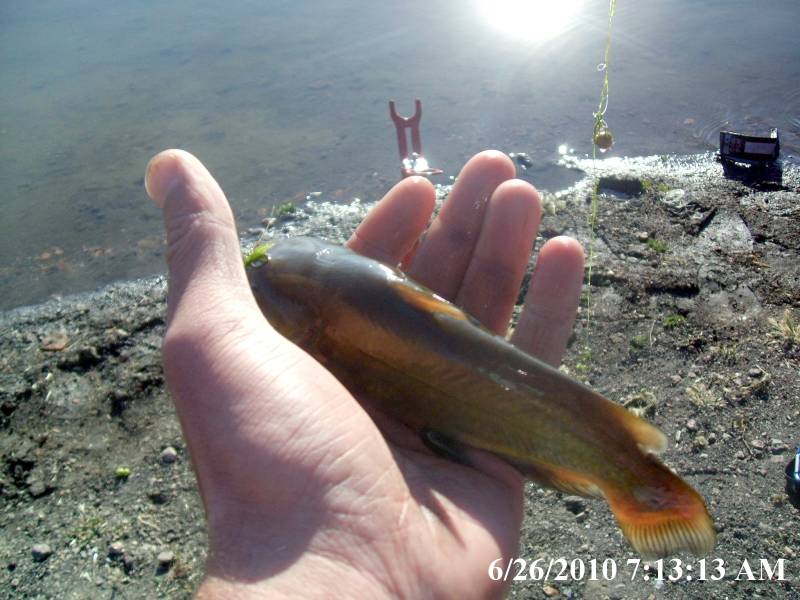 Brown bullhead in Kern County