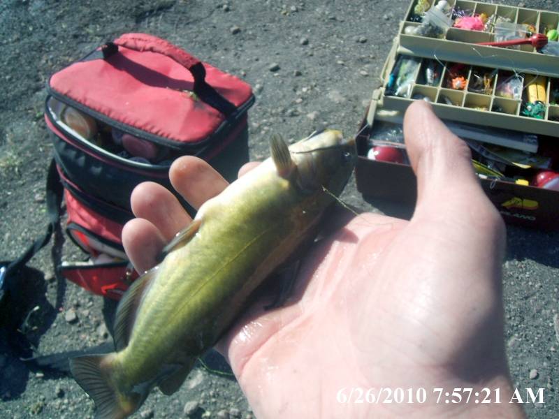 Brown bullhead in Kern County