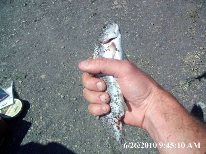 Rainbow trout in Kern County